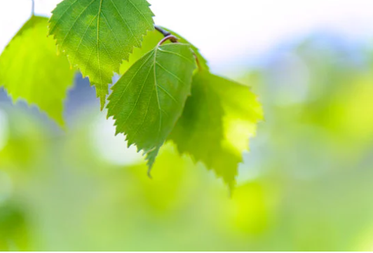 Free Download: Environmental Compliance Self-Assessment for SMEs